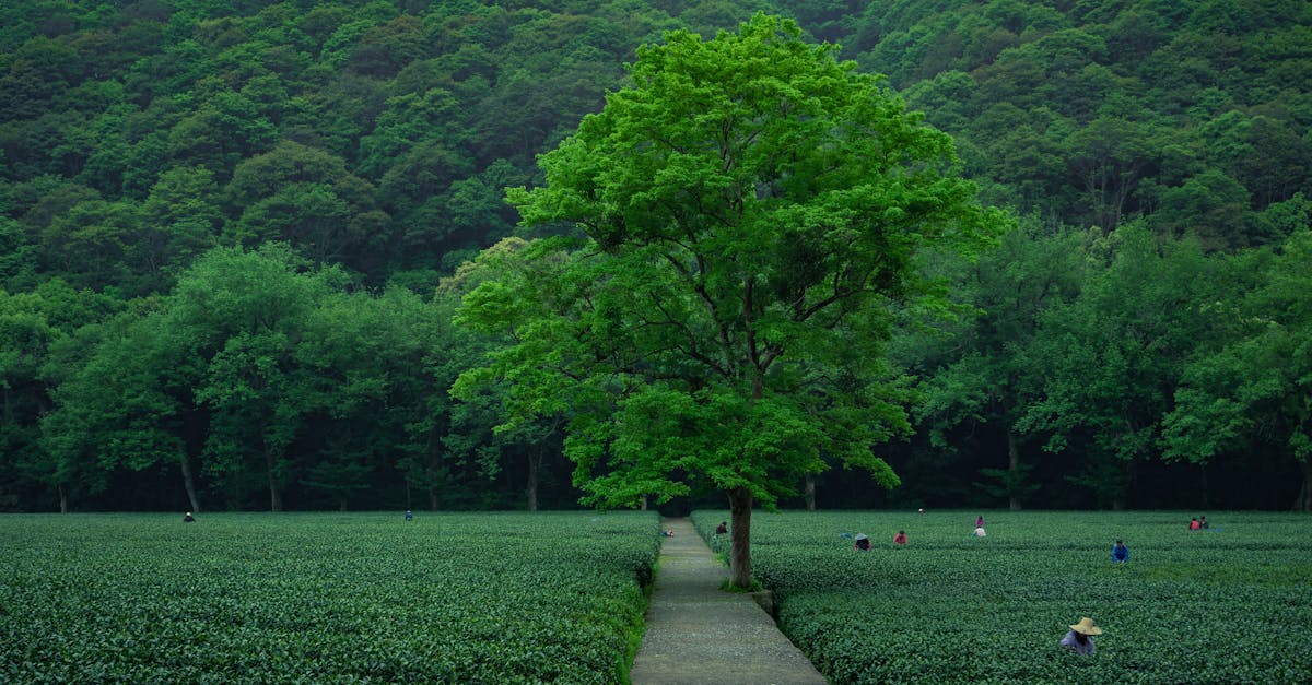 découvrez les principales qualités qui font la différence dans notre vie quotidienne, que ce soit dans le cadre personnel ou professionnel. apprenez comment développer ces caractéristiques essentielles pour améliorer vos relations et atteindre vos objectifs.