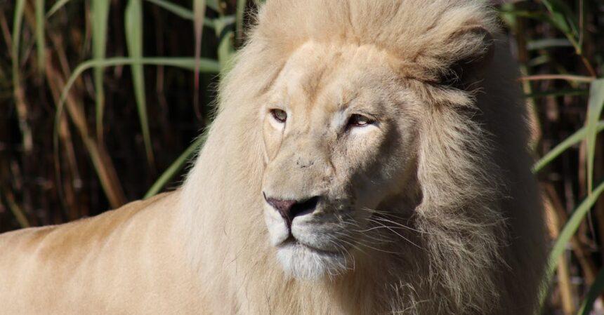 découvrez ce qu'est un alpha male, ses caractéristiques distinctives, et comment ce type de personnalité influence les dynamiques sociales et les relations interpersonnelles. explorez les qualités qui définissent un alpha male et apprenez à adopter certaines de ces traits dans votre propre vie.