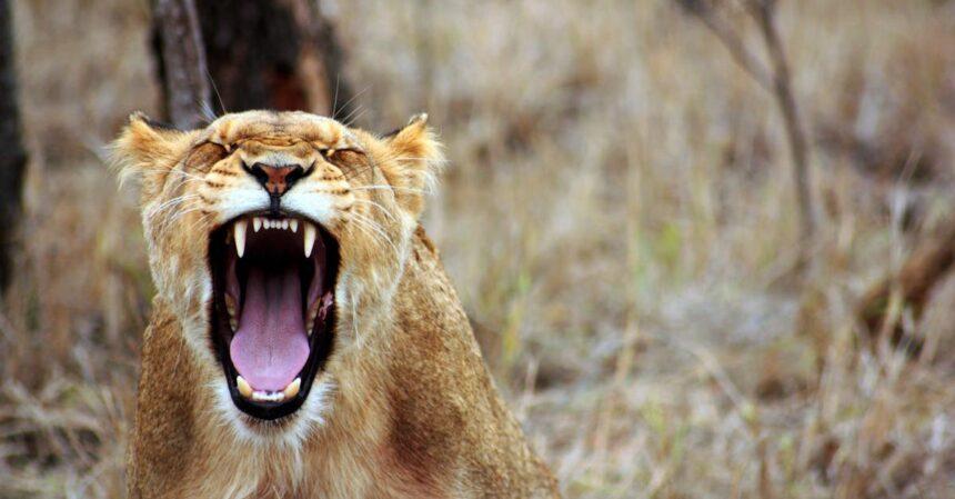 découvrez comment surmonter les sentiments d'intimidation et renforcer votre confiance en soi. explorez des stratégies pratiques et des conseils pour faire face aux situations intimidantes, que ce soit au travail, dans les relations ou dans la vie quotidienne.