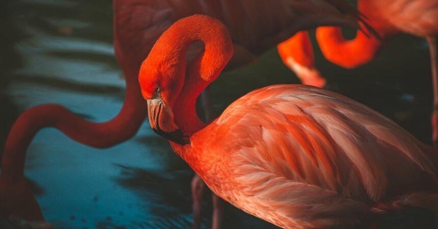 découvrez l'art de la séduction avec nos conseils éclairés et techniques innovantes. apprenez à charmer et à captiver grâce à notre guide complet sur la séduction, pour réussir dans vos relations amoureuses et sociales.