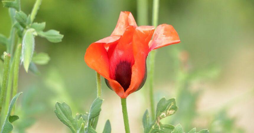 découvrez l'importance de la vie en solo avec notre guide sur la célibat. apprenez à célébrer votre indépendance, à développer votre confiance en vous et à tirer le meilleur parti de votre temps en solo.