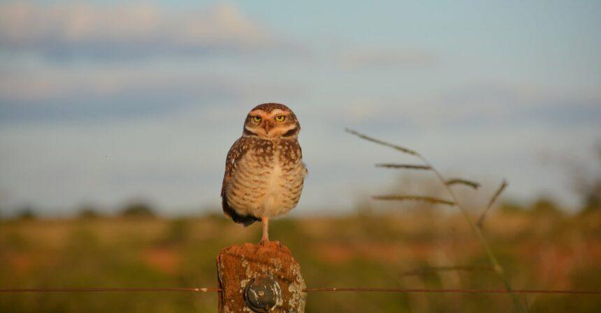 découvrez les avantages et les joies de la vie de célibataire. apprenez à vous épanouir en tant qu'individu, explorez votre passion et trouvez la liberté d'être vous-même sans compromis.