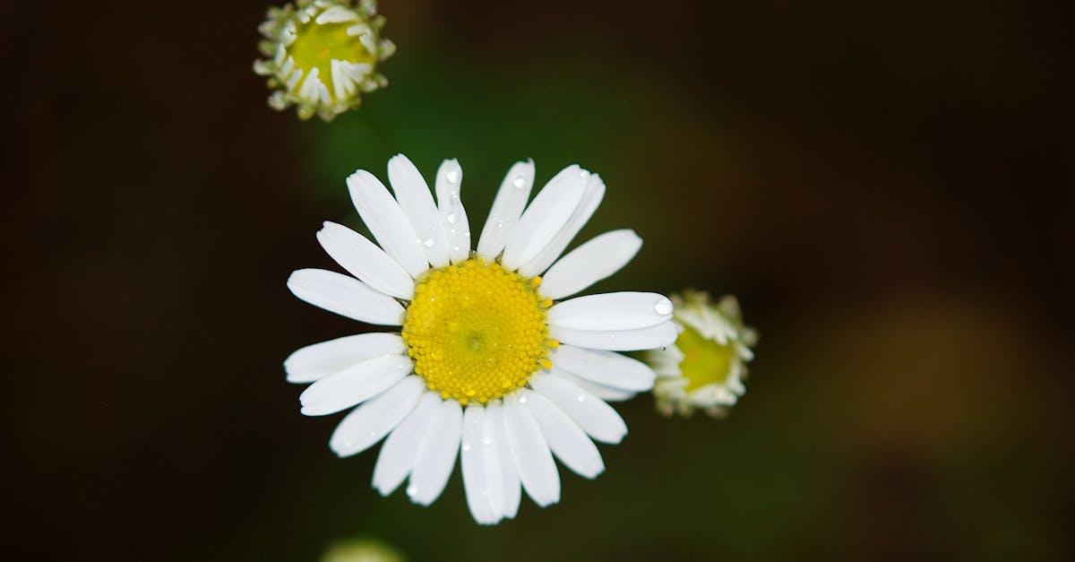 découvrez la véritable essence de l'amour avec notre exploration de la passion, de la complicité et des liens éternels. plongez dans des histoires inspirantes et des conseils pour cultiver un amour authentique et durable.