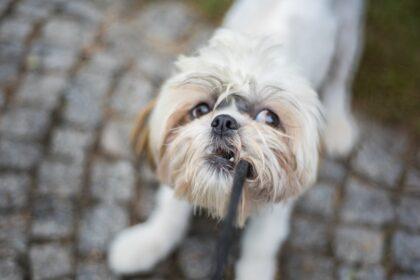 découvrez le pet play, une pratique ludique et épanouissante qui explore des rôles animaliers pour renforcer la connexion et le plaisir.