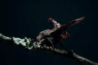 découvrez tout sur les phéromones : leur rôle, leur fonctionnement et leur influence dans le monde animal et humain.