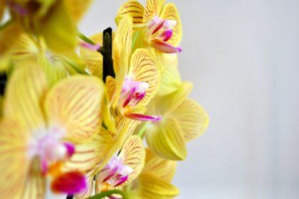 découvrez la beauté délicate d'une orchidée en pleine floraison, symbole d'élégance et de raffinement.