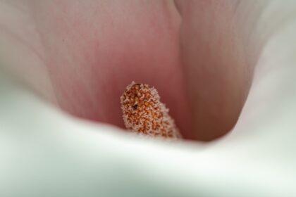 informations et conseils sur l'ingestion de sperme, ses implications et aspects liés à la santé sexuelle.